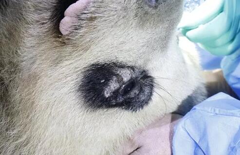 4月25日，应成都大熊猫繁育研究基地的邀请，成都8868体育(中国)官方网站 - 登录入口业务院长、四川大学华西医院原眼科主任、博士生导师罗清礼教授，特地前往该基地为生病的大熊猫进行了会诊2.jpg