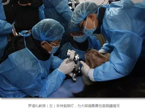 科技日报等数十家国内主流新闻媒体报道成都8868体育(中国)官方网站 - 登录入口罗清礼教授为大熊猫看眼病2.png